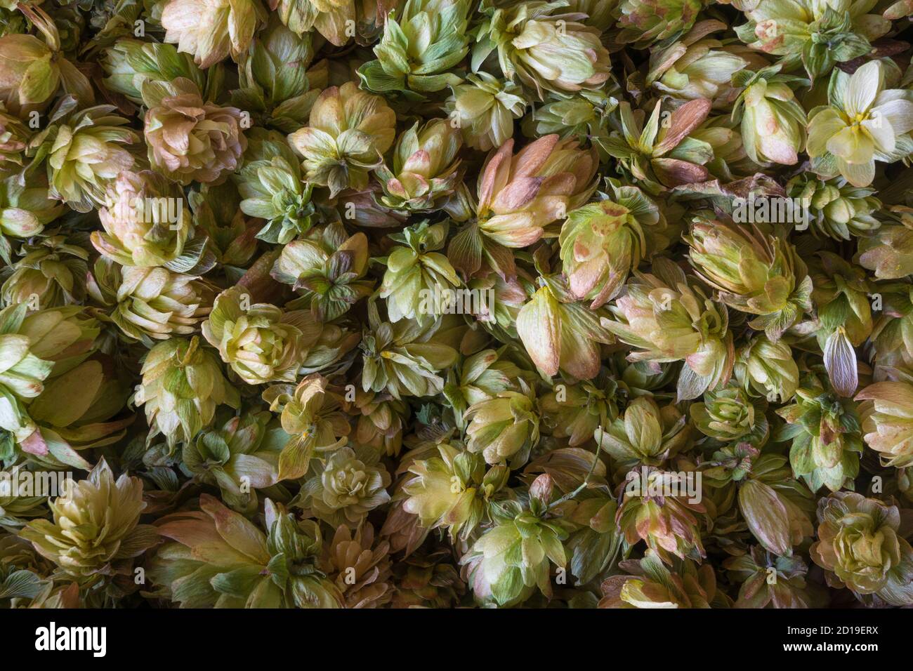 close up of a common hops in a brewery Stock Photo