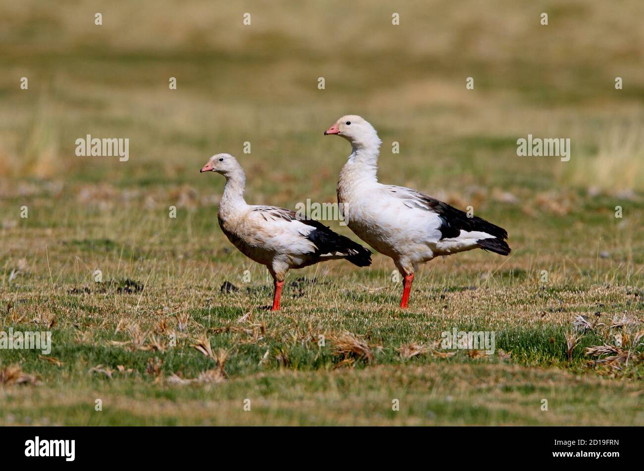 Andean Goose (Chloephaga melanoptera) pair on upland pasture  Salta, Argentina                      January Stock Photo