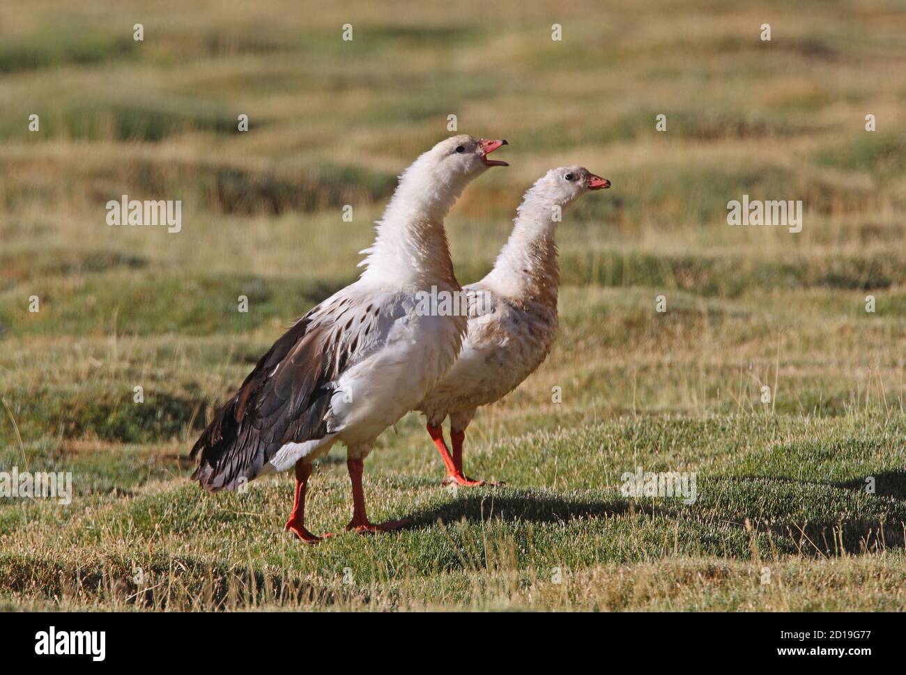 Andean Goose (Chloephaga melanoptera) pair on upland pasture, male calling  Salta, Argentina                      January Stock Photo