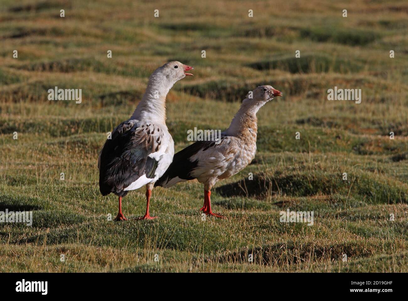 Andean Goose (Chloephaga melanoptera) pair on upland pasture, male calling  Salta, Argentina                      January Stock Photo