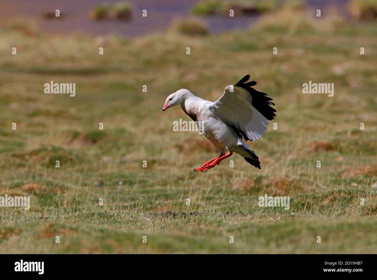 Andean Goose (Chloephaga melanoptera) female landing on upland pasture  Salta, Argentina            January Stock Photo