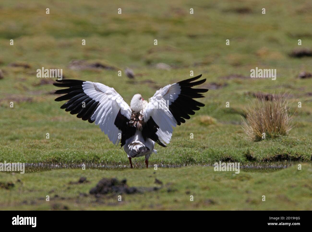 Andean Goose (Chloephaga melanoptera) male on upland pasture wing flapping  Jujuy, Argentina            January Stock Photo