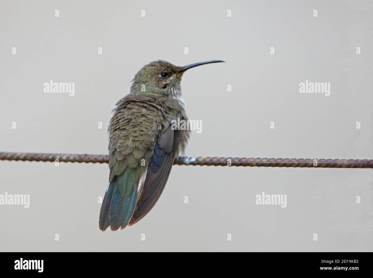Andean Hillstar (Oreotrochilus estella) female perched on wire fence  Jujuy, Argentina               January Stock Photo