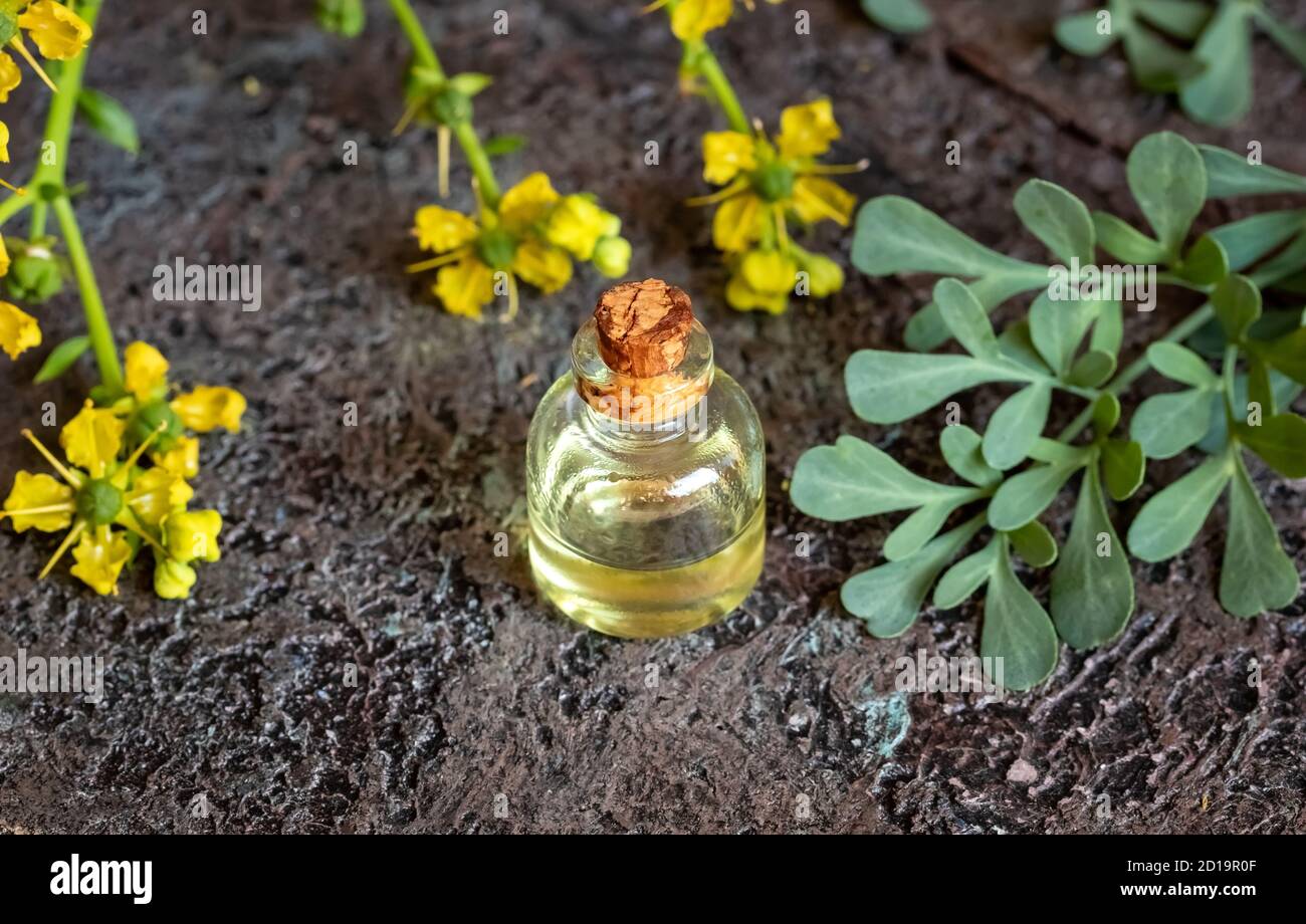 A transparent bottle of essential oil with fresh common rue, or Ruta