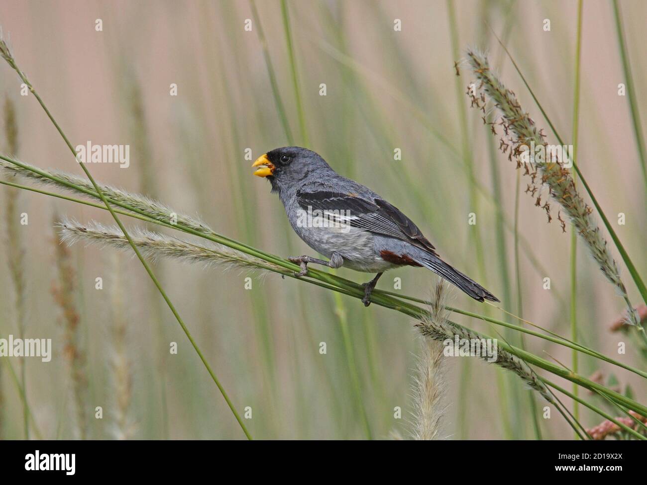 Band-tailed Seed-eater (Catamenia analis) male perched on grass eating grass seeds  Jujuy, Argentina             January Stock Photo