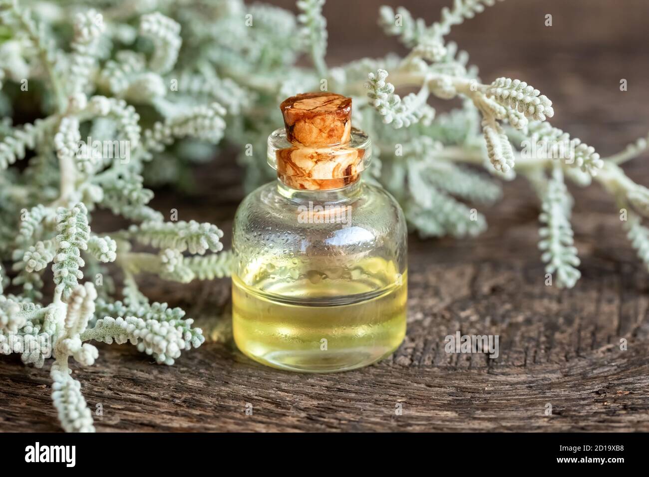 A bottle of essential oil with fresh santolina plant Stock Photo