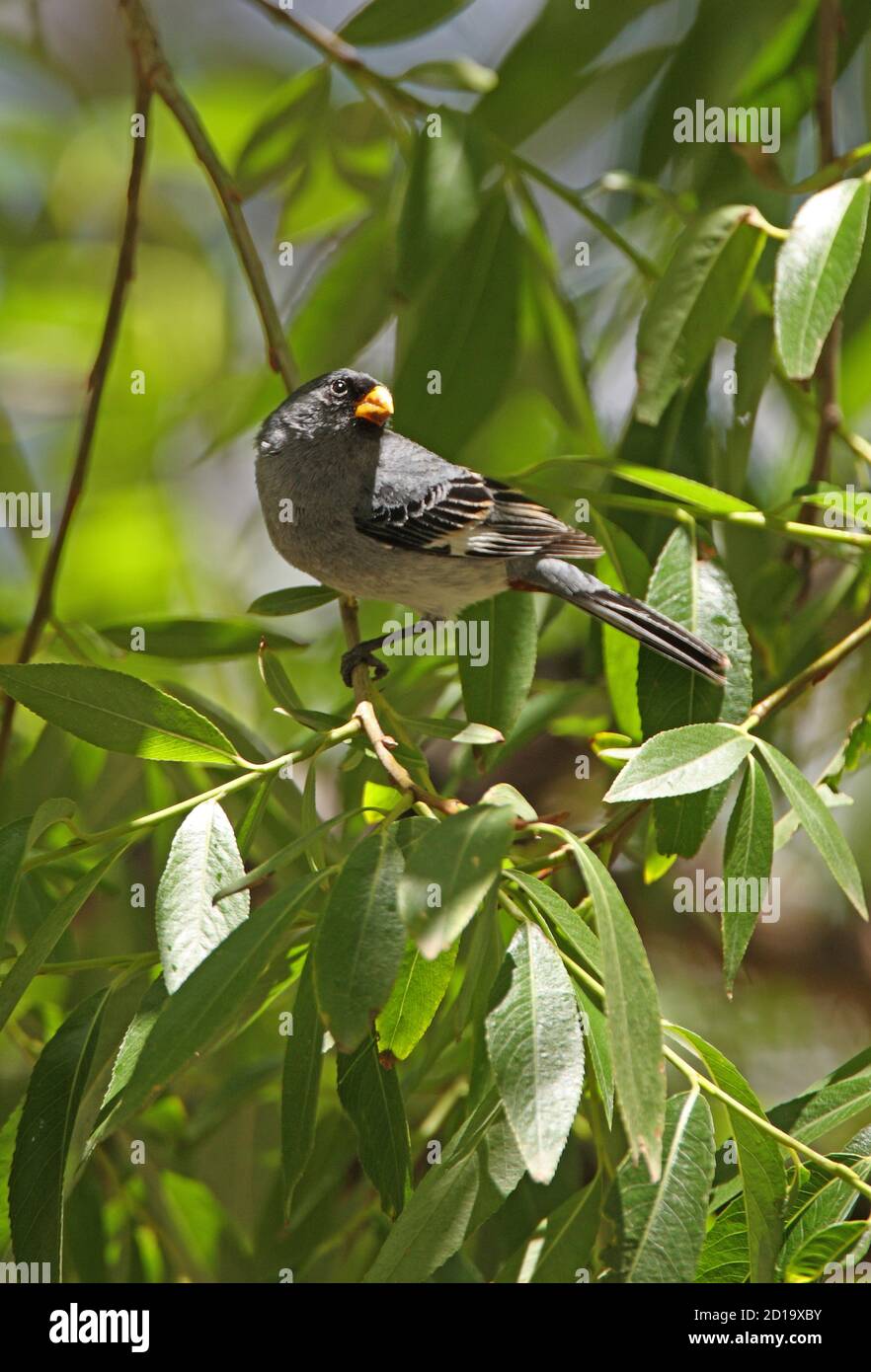 Band-tailed Seed-eater (Catamenia analis) male perched in tree  Salta, Argentina              January Stock Photo