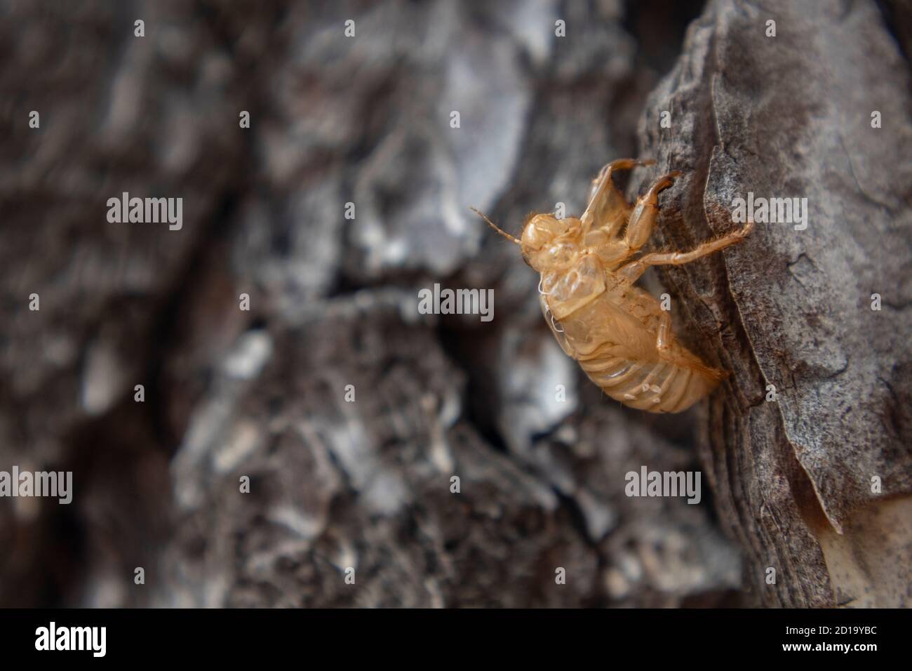 Empty cricket shell left standing on the rough, cracked pine tree bark  Stock Photo - Alamy