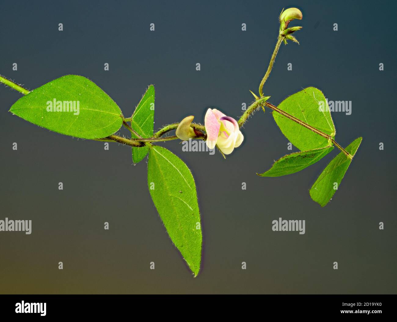 Flower and leaves of trailing wild bean (Strophostyles helvula), a native of eastern North America. Stock Photo