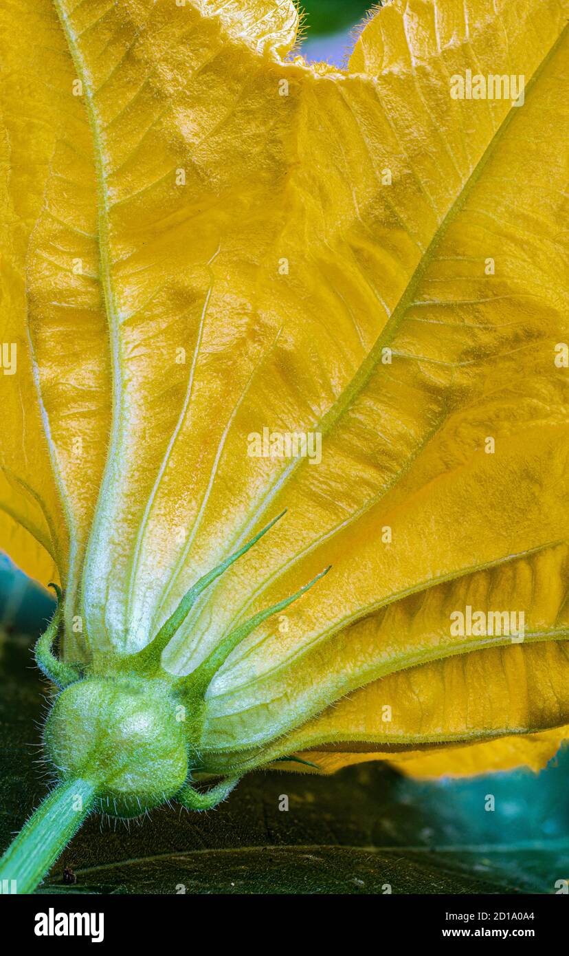 Underside of flower of gourd plant, a relative of pumpkins. Stock Photo