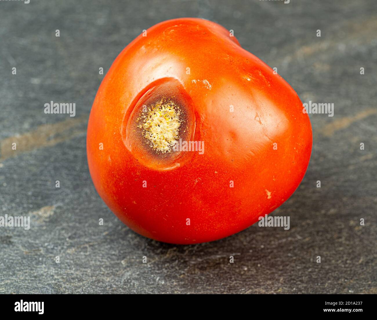 Colletotrichum hires stock photography and images Alamy