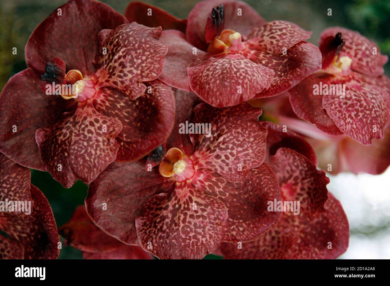 A Ascda Crownfox, or Red Baron Orchid, is seen at the Global Orchid Summit in Quito February 6, 2009. REUTERS/Guillermo Granja (ECUADOR) Stock Photo