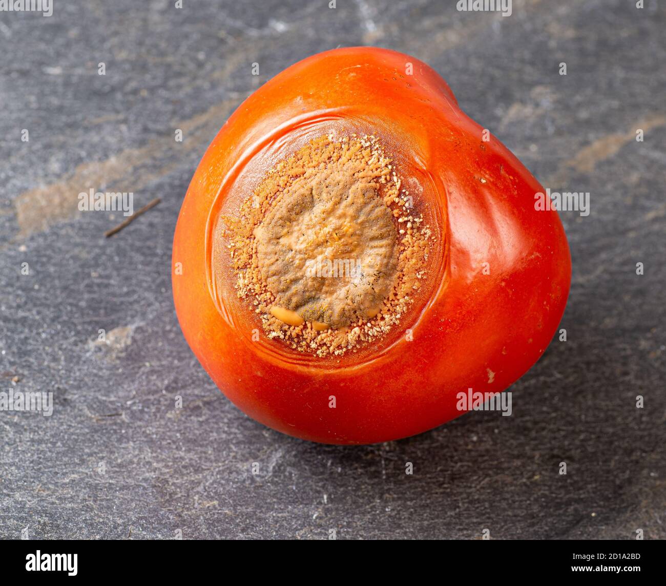 Colletotrichum hires stock photography and images Alamy