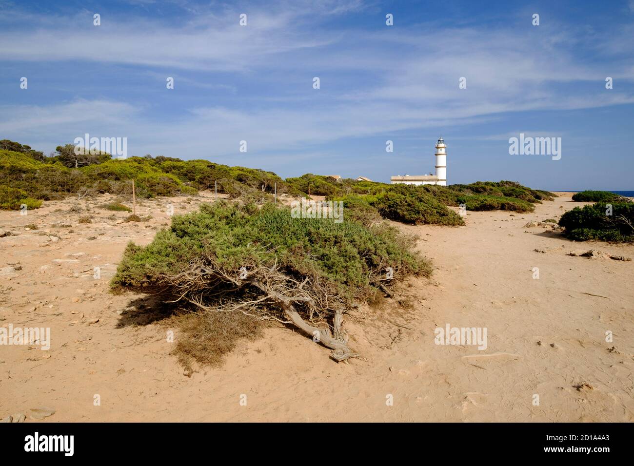 sabina, , Juniperus phoenicea, faro de Cap Salines, estacion de investigacion costanera, IMEDEA, Mallorca, balearic islands, spain, europe Stock Photo