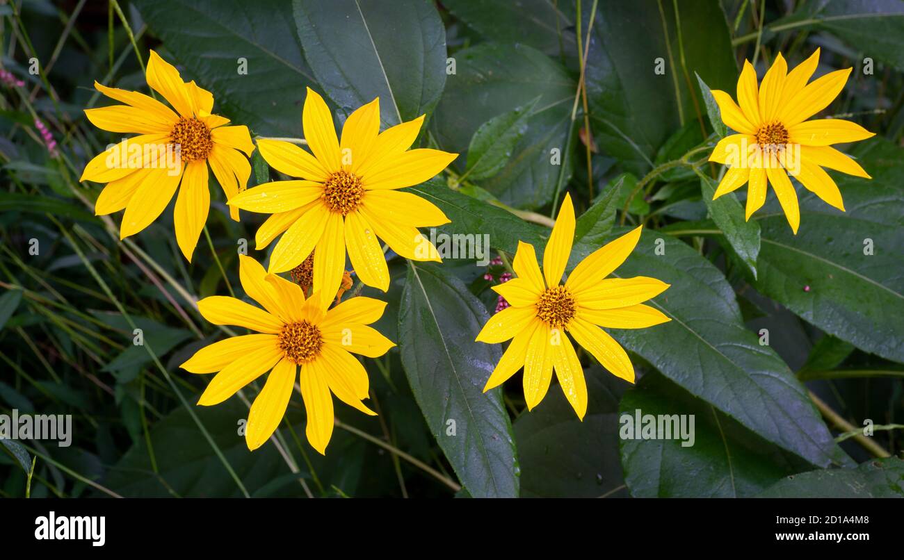 Thin-leaved sunflowers (Helianthus decapetalus) in fall in central Virginia, Native to eastern North America Stock Photo