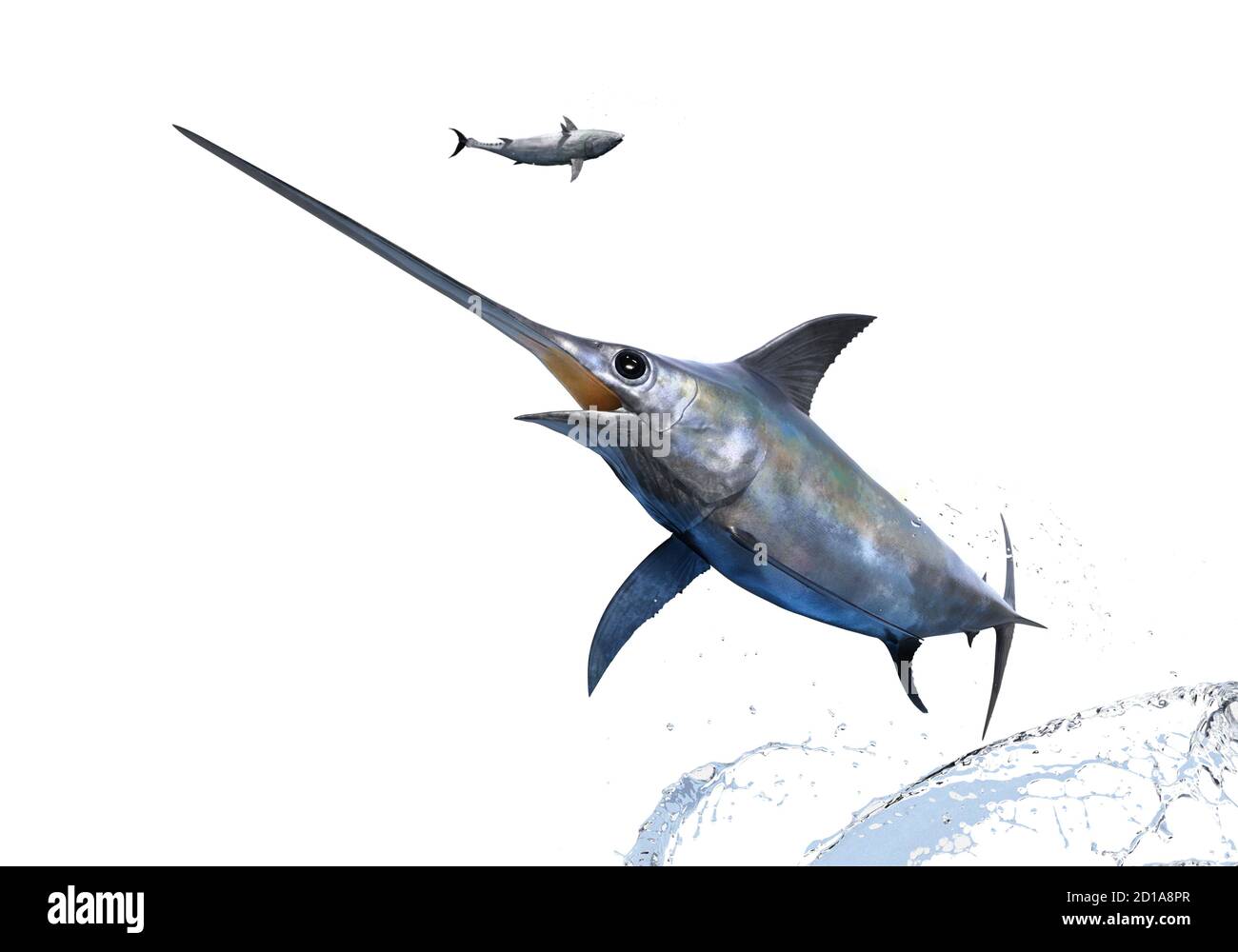 Jumping broadbill swordfish on white background Stock Photo Alamy