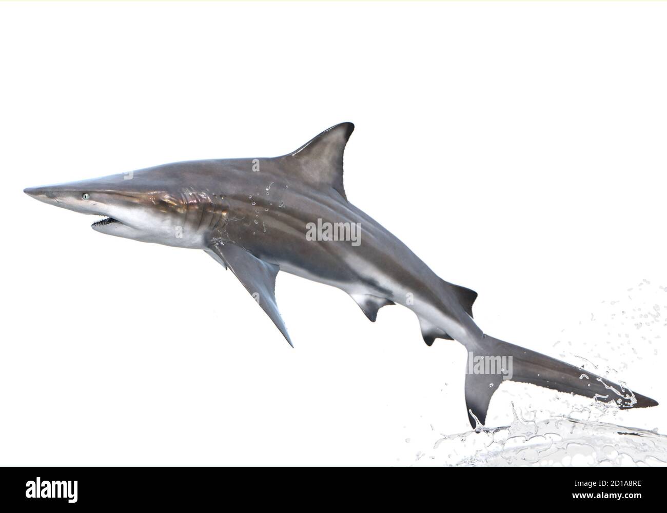 Spinner shark leaping hires stock photography and images Alamy