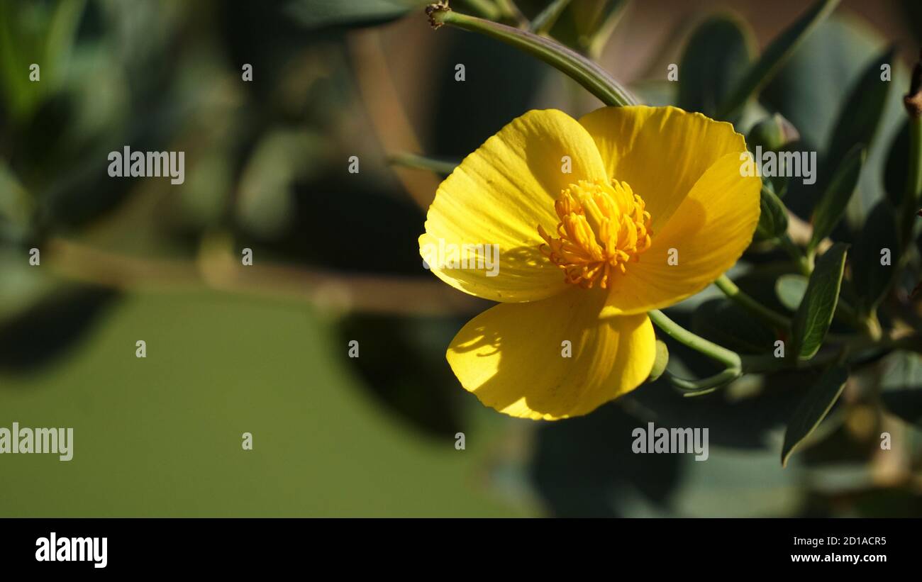 Close up of a California Bush Poppy Flower for background use. Stock Photo