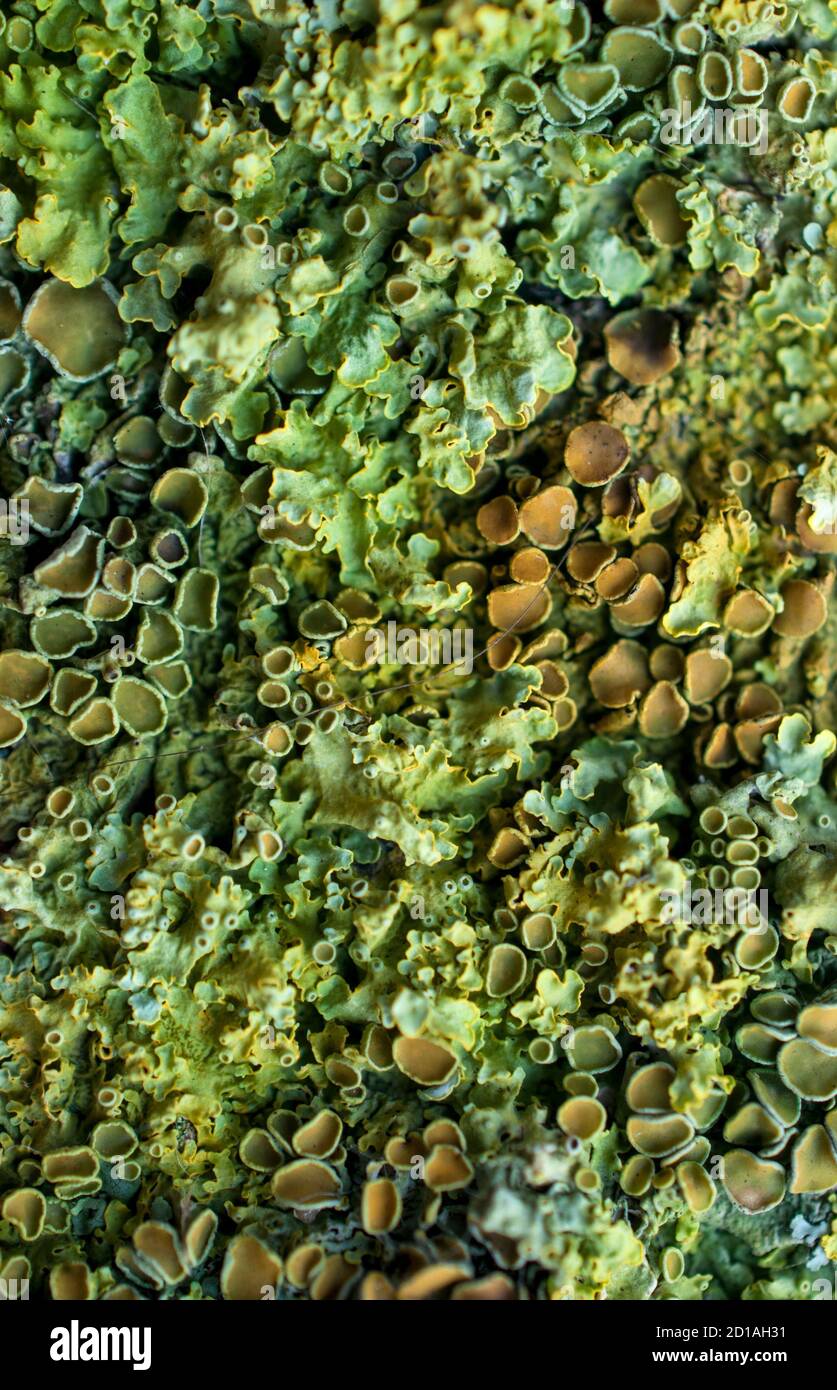 Close up of green moss Stock Photo