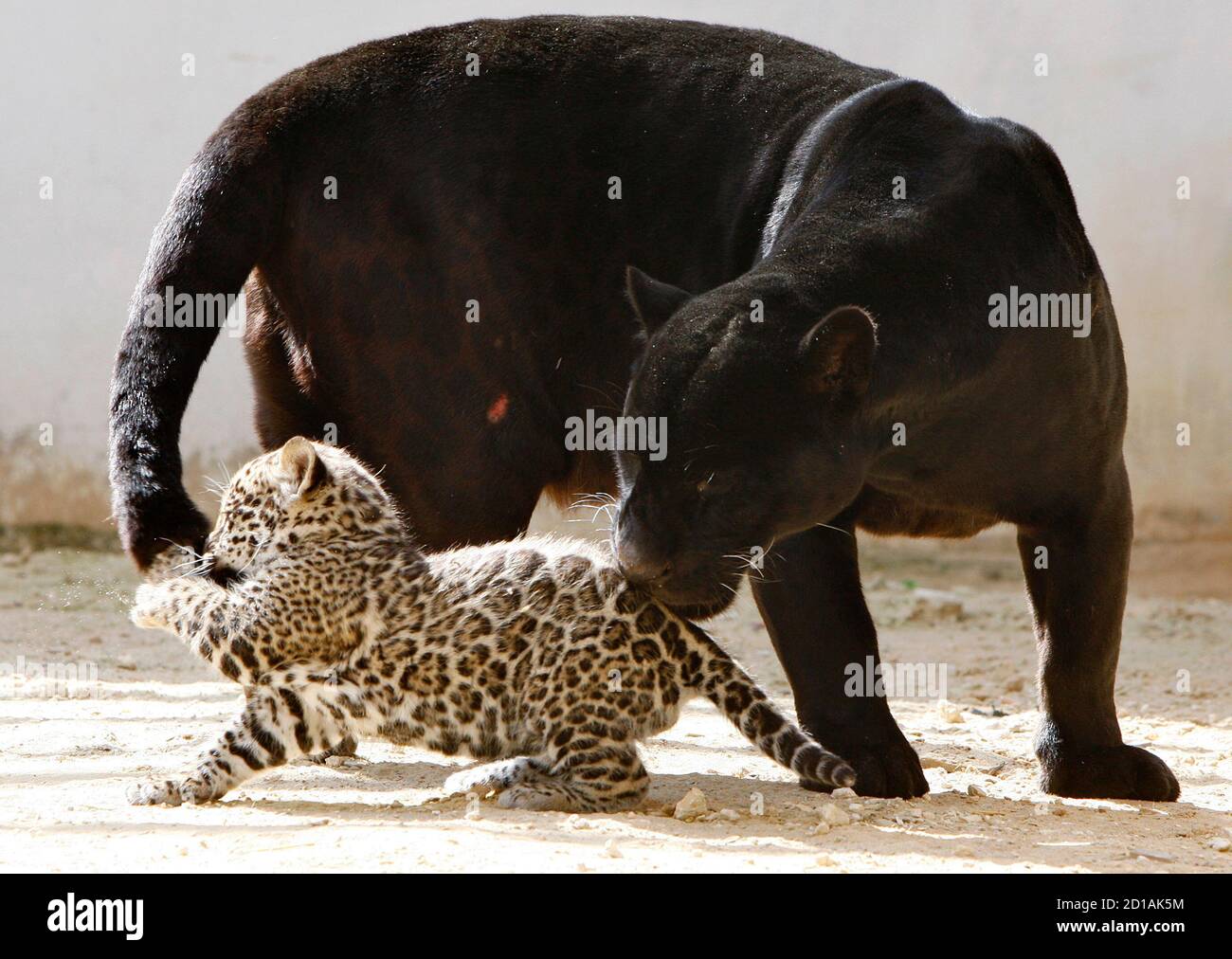 Jaguar with her cub hi-res stock photography and images - Page 8 - Alamy Jaguar with her cub hi-res stock photography and images - Page 8 - Alamy