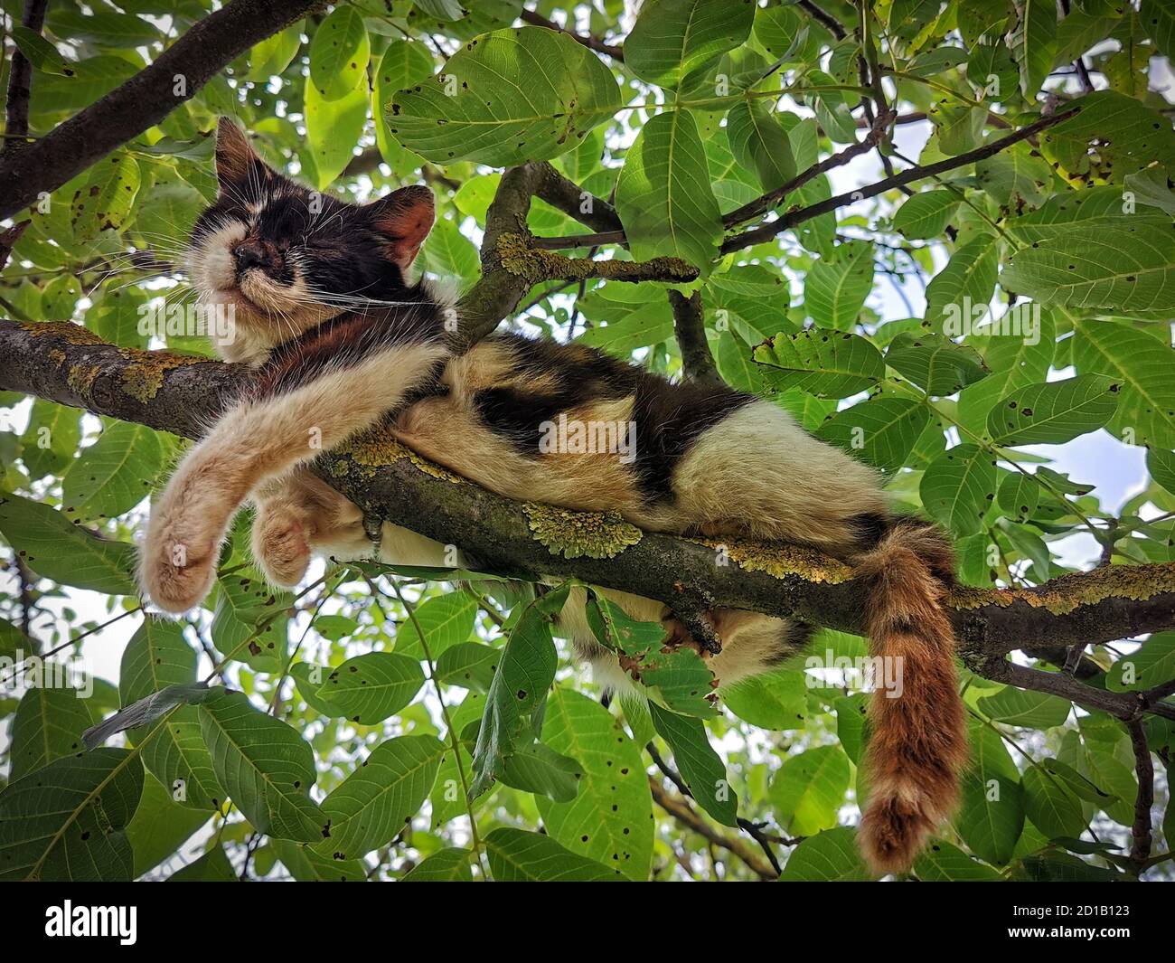 Cat sleeping hotsell in tree