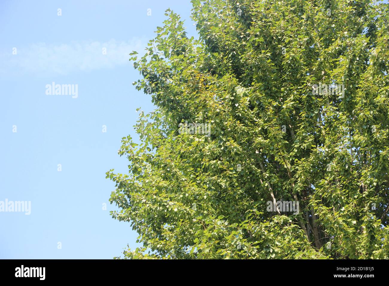 Tree green Leaves isolated on the blue sky background Stock Photo - Alamy