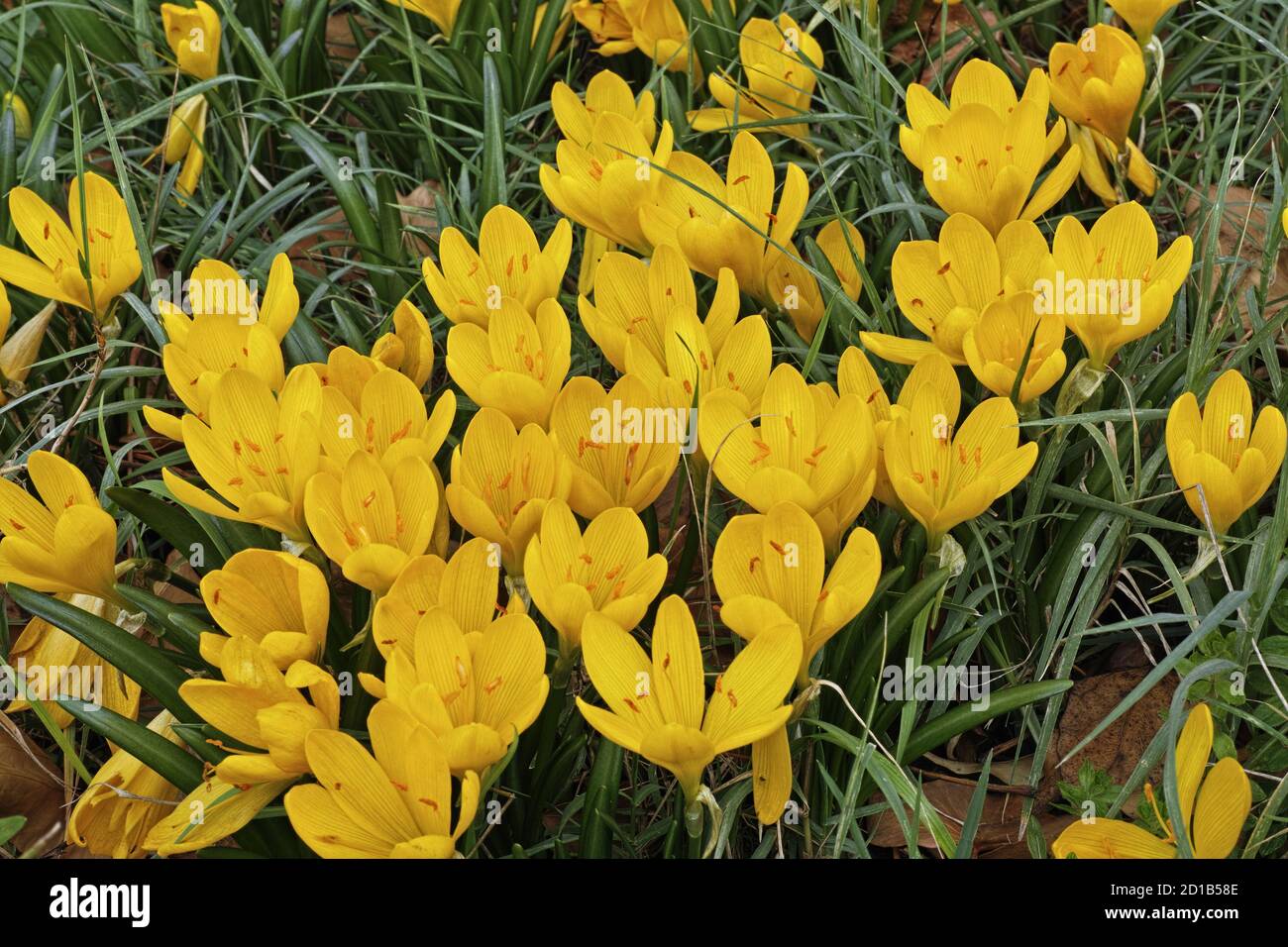 fall diffodil, plants in blooming, Sternbergia lutea, Amaryllidaceae Stock Photo