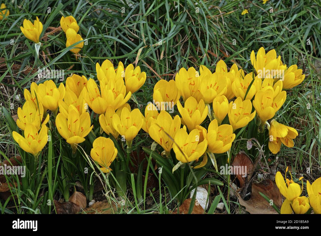 autumn diffodil, plants in full blooming Stock Photo