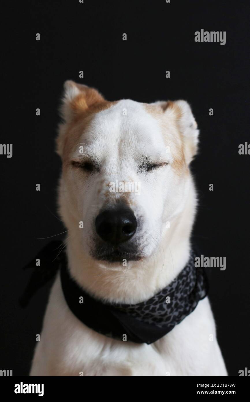 A portrait of a dog with eyes closed. Stock Photo