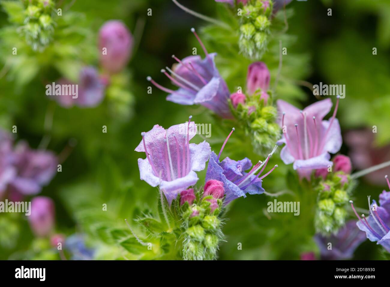 echium-pininana-plant-in-garden-hi-res-stock-photography-and-images-alamy