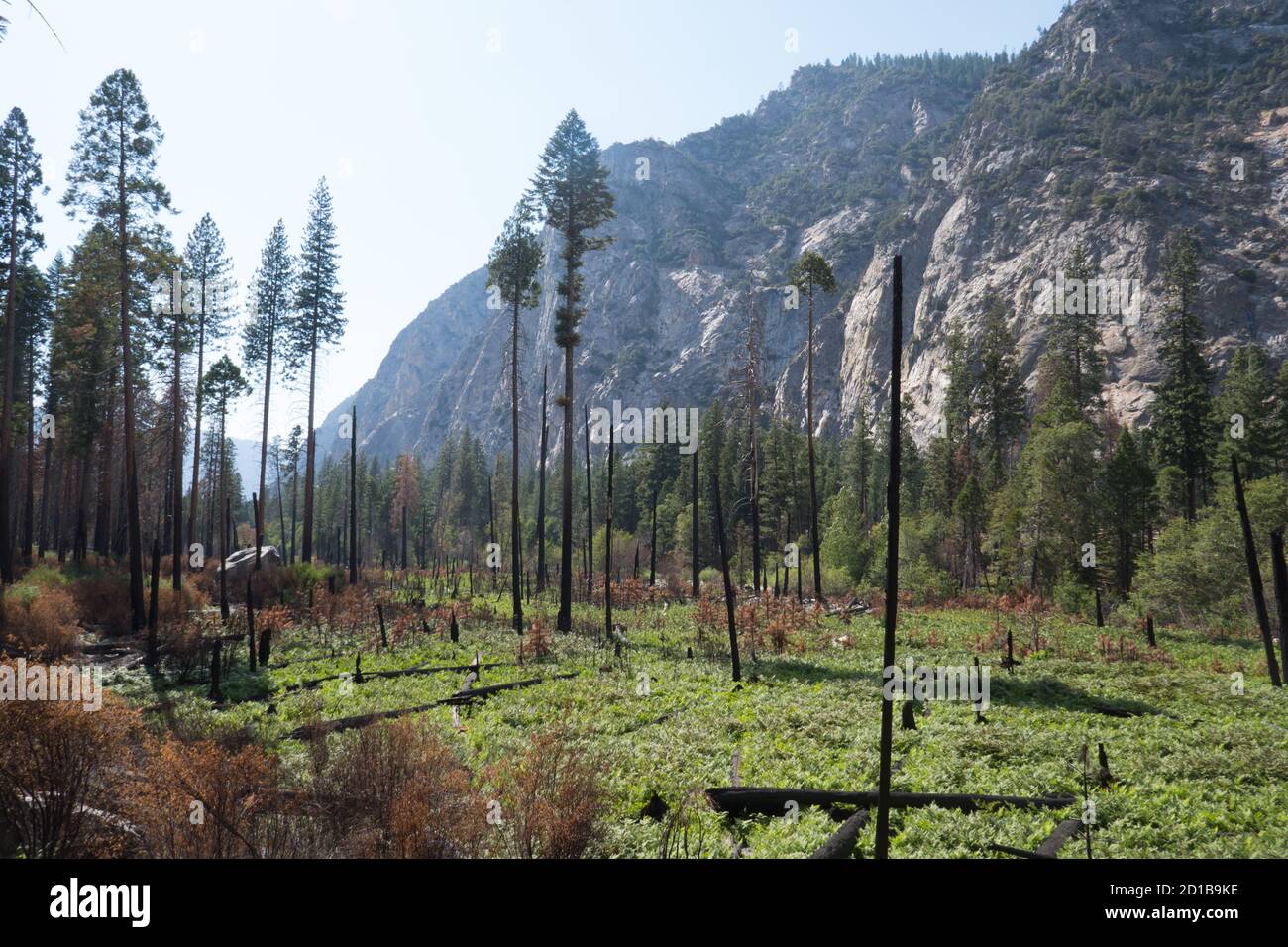 Forest regrowth from fires in Kings Canyon National Park, California