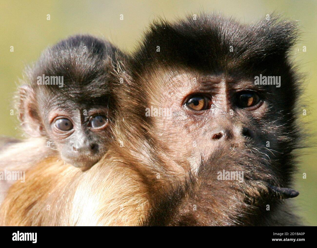 Devil monkey hi-res stock photography and images - Alamy Devil monkey hi-res stock photography and images - Alamy