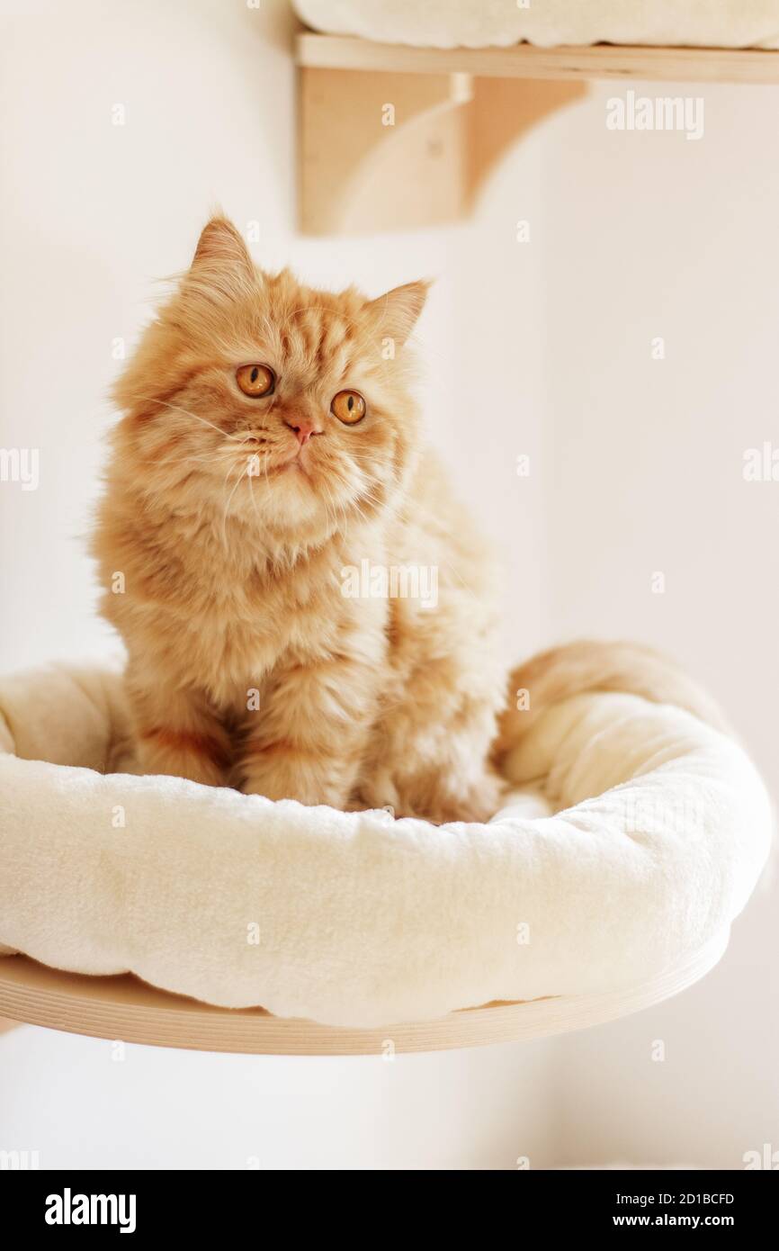 Brown Persian Kittens