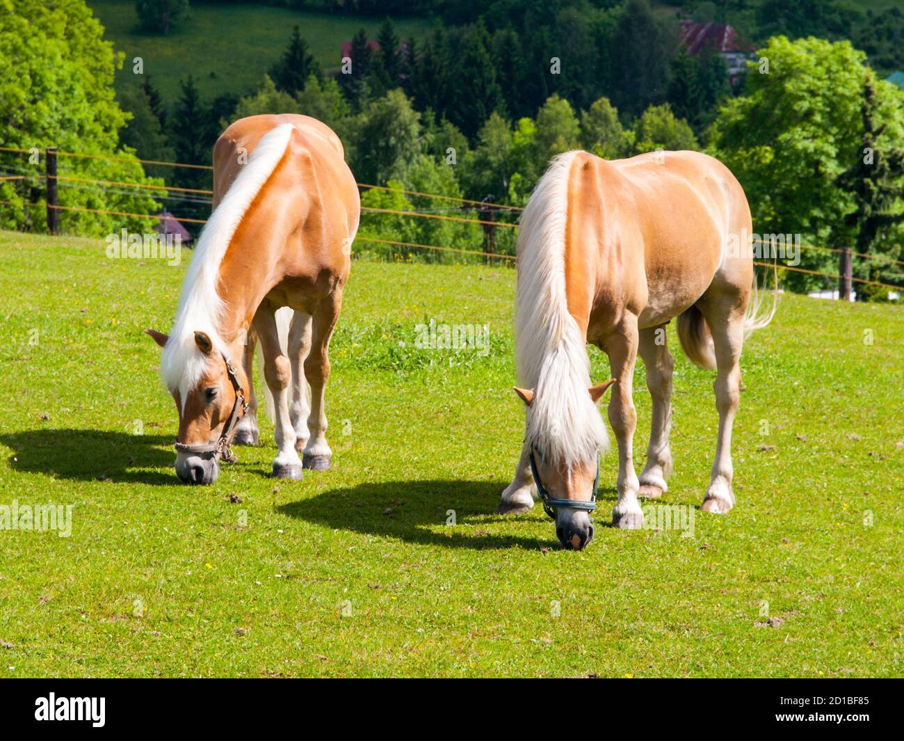 Two palomino horses grazing on a green pasture Stock Photo