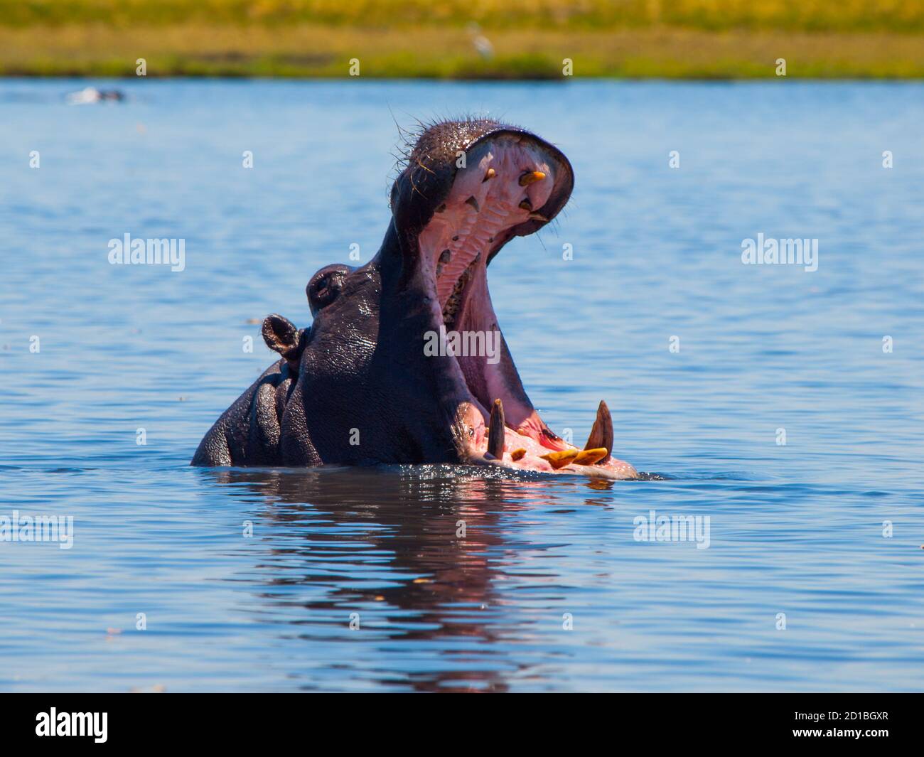 Big hippo with wide open mouth and sharp teeth in the river Stock Photo ...