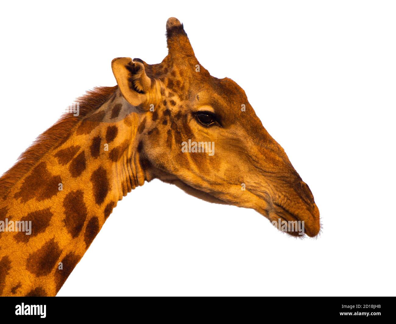Giraffe profile portrait isolated on white background Stock Photo
