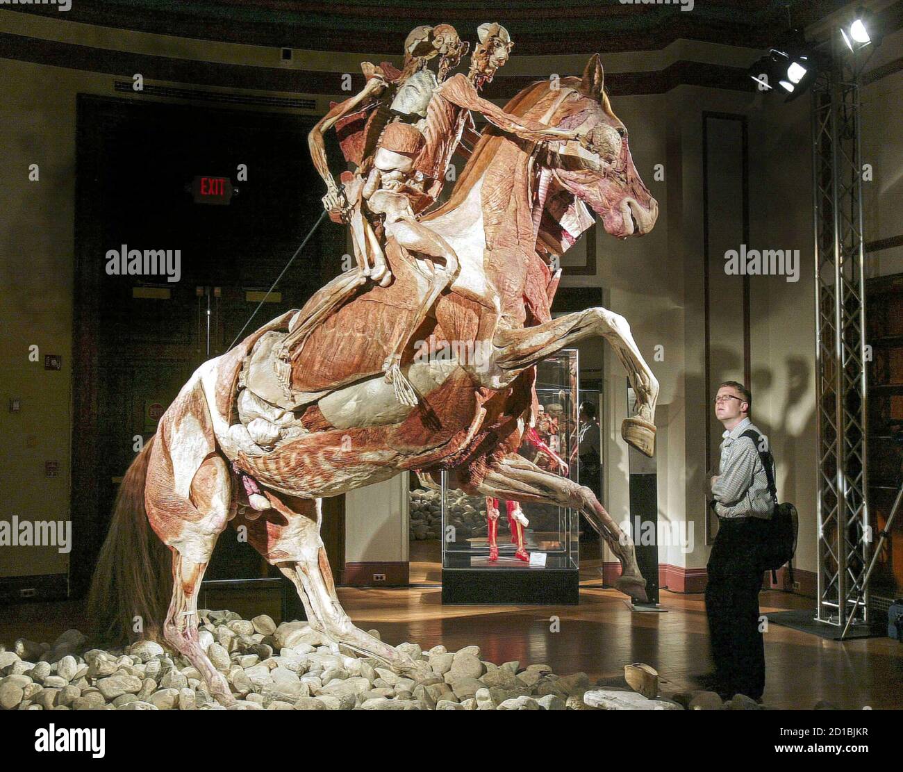Man On Rearing Horse Hi res Stock Photography And Images Alamy