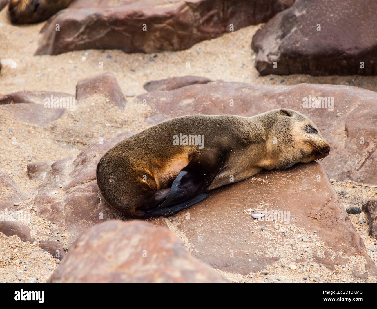 Sleeping brown fur seal (Arctocephalus pusillus) Stock Photo