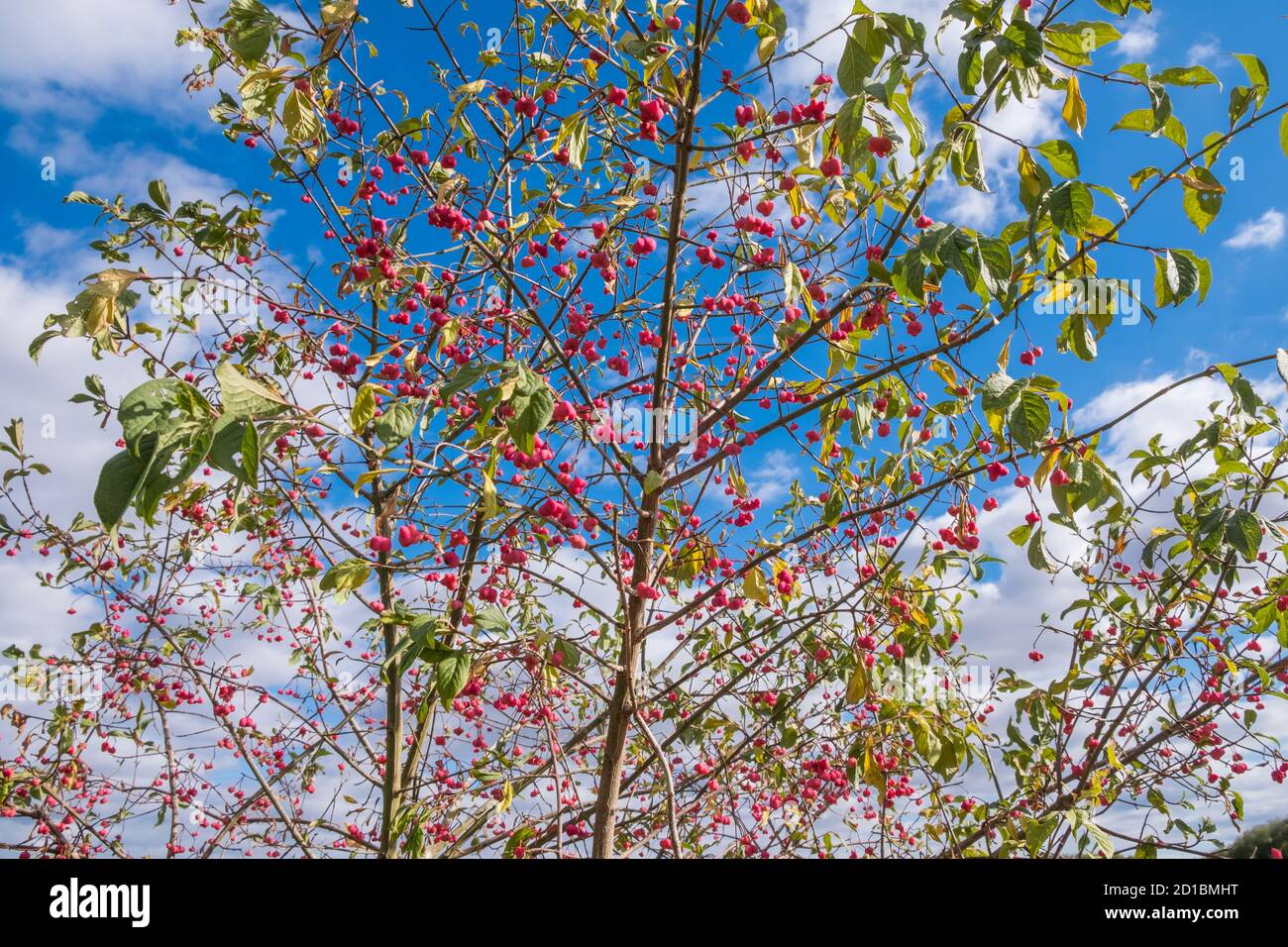 Spindle tree or spindle bush, Euonymous Europaeus,  full of red berries in the autumn. Also known as European Spindle / Common Spindle. Suffolk, UK. Stock Photo