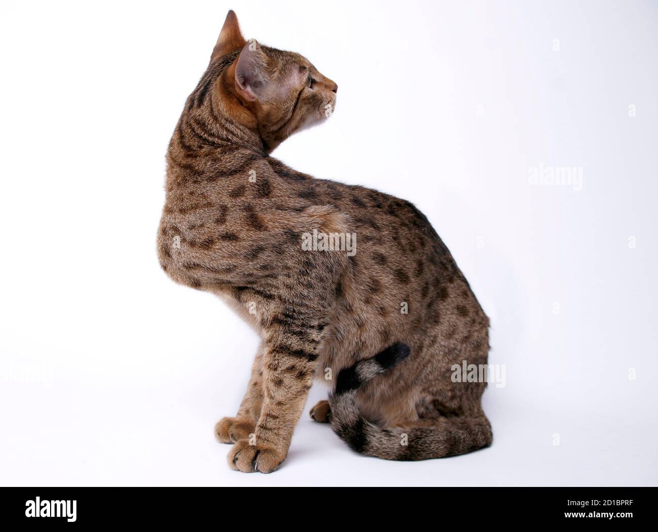 A 25 Pounds 11 Kg Ashera Is Photographed In Oceanside California December 4 07 The Ashera Is A Mix Between An African Serval An Asian Leopard And A Domestic Cat That Can