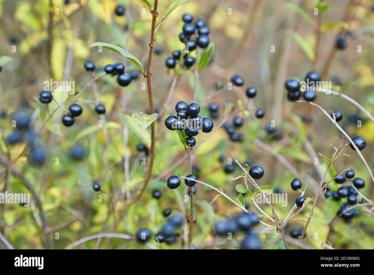 wild privet fruits closeup Stock Photo