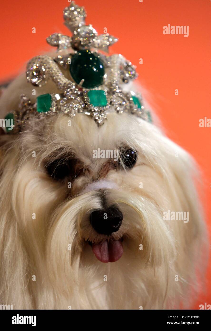 100 dollar dog accessory