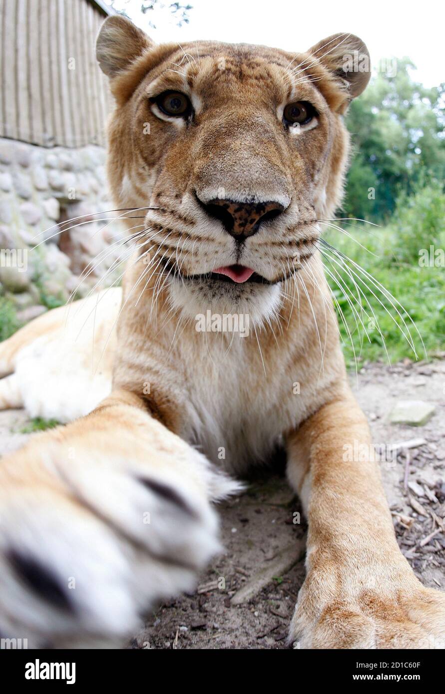 Female liger hi-res stock photography and images - Alamy