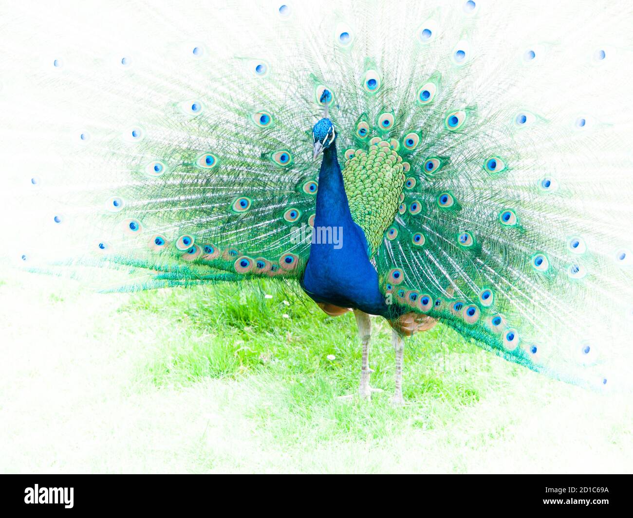 Portrait of peacock with spread feathers. Image with white edges. Stock Photo