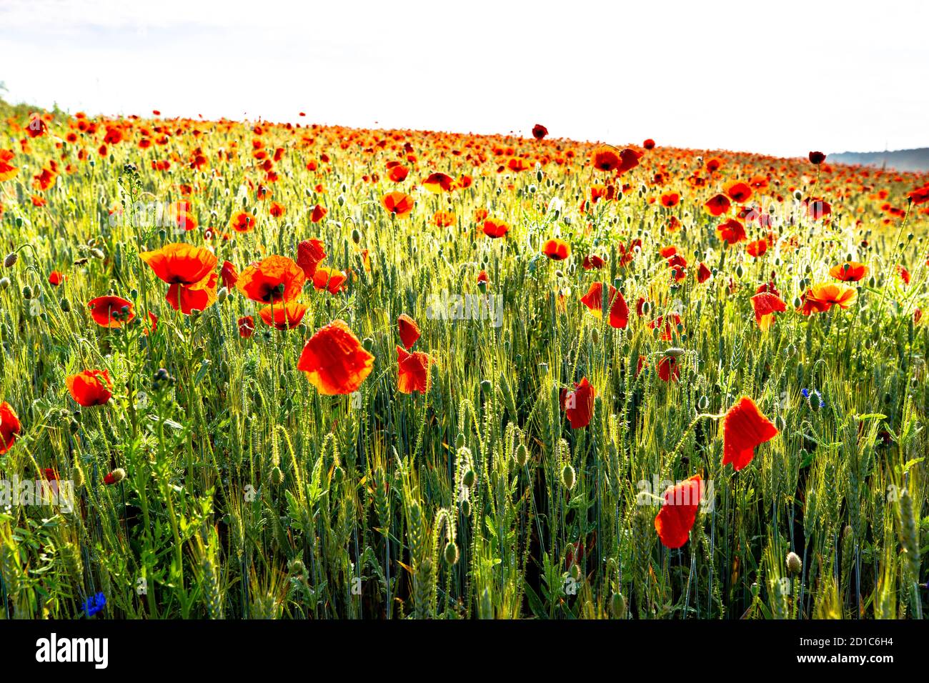 Wildflower countryside hires stock photography and images Alamy