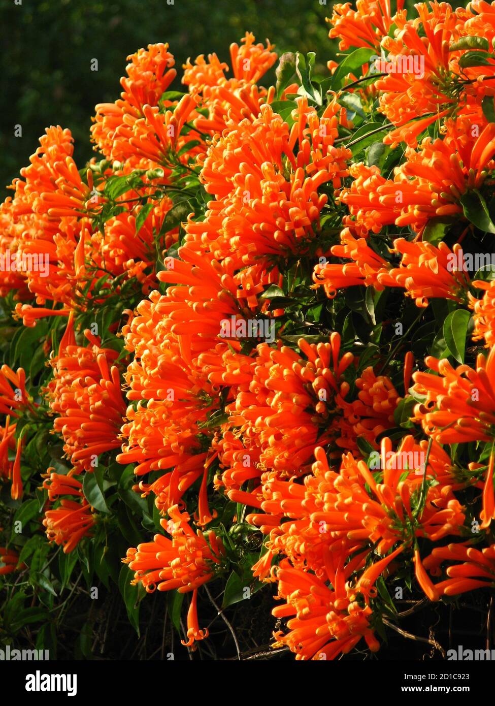 Closeup Of A Flame Vine Or Orange Trumpet Vine Plant Clusters Stock Photo Alamy