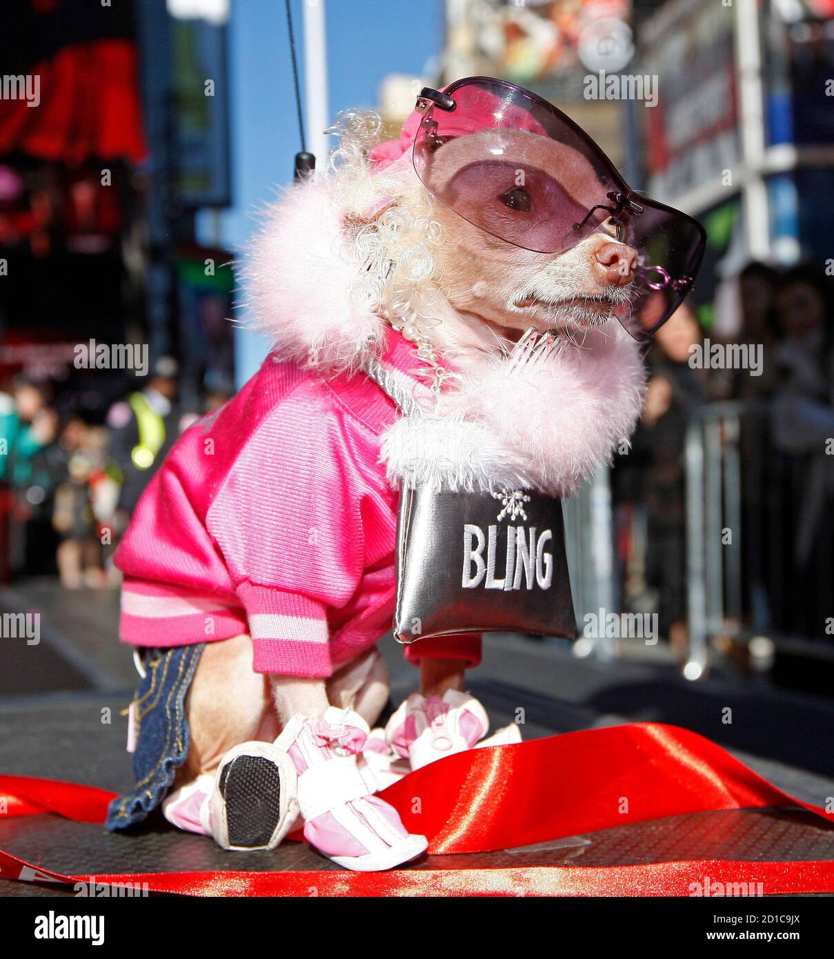 Peanut, a pet chihuahua, poses after winning the Dog Day Masquerade, an  annual costume contest, in Times Square, New York October 19, 2008. Peanut  was dressed as Elle Woods, the main character