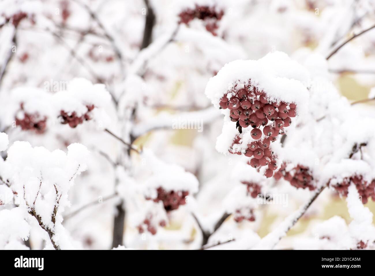 red ashberry branch covered with snow in winter at christmas or new ...