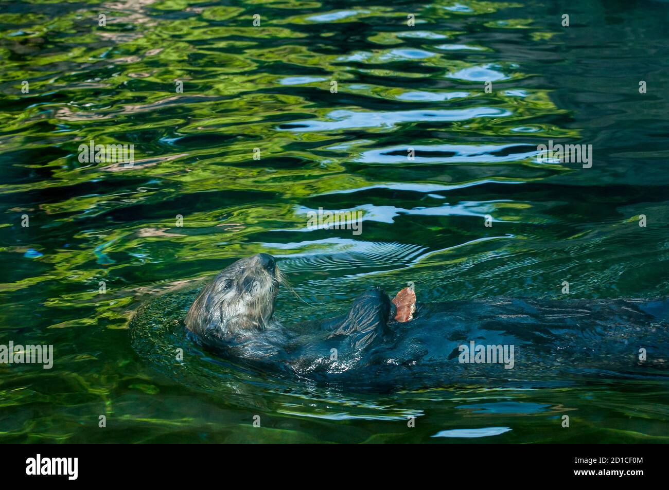 Apple Valley, Minnesota. Sea Otter, Enhydra lutris. Russia's Grizzly Coast Exhibit. Otter with shell. Stock Photo