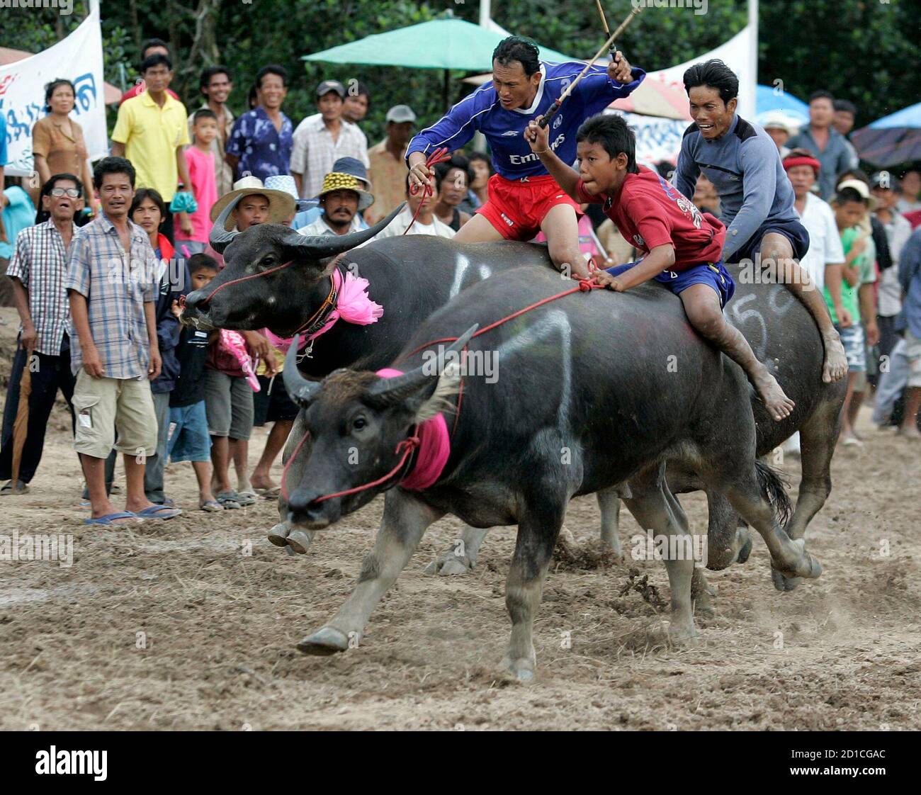 Følge efter Morgen koncert Men ride buffalos during the Buffalo Racing Festival in Thailand's Chon Buri  Province, nearly 80 km (